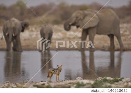 African elephant at a waterhole African elephant at a waterhole 140318682