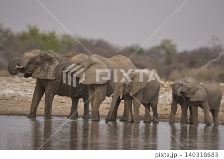 African elephant at a waterhole African elephant at a waterhole 140318683