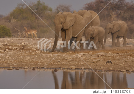 Group of African Elephants heading to a waterhole Group of African Elephants heading to a waterhole 140318708
