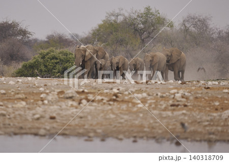 Group of African Elephants heading to a waterhole Group of African Elephants heading to a waterhole 140318709