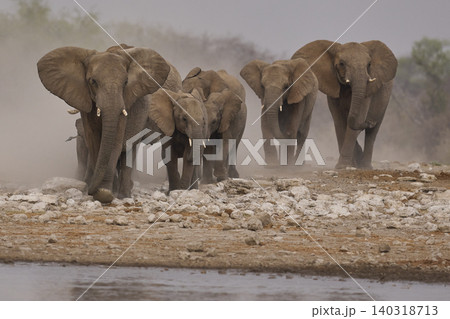 Group of African Elephants heading to a waterhole Group of African Elephants heading to a waterhole 140318713
