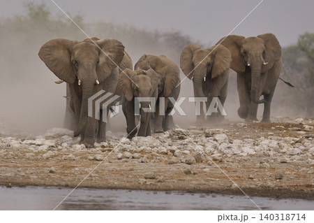 Group of African Elephants heading to a waterhole Group of African Elephants heading to a waterhole 140318714
