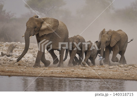Group of African Elephants heading to a waterhole Group of African Elephants heading to a waterhole 140318715
