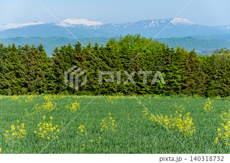 滝川市の牧草地に咲く菜の花と残雪残る山並み 北海道の初夏の風景  140318732