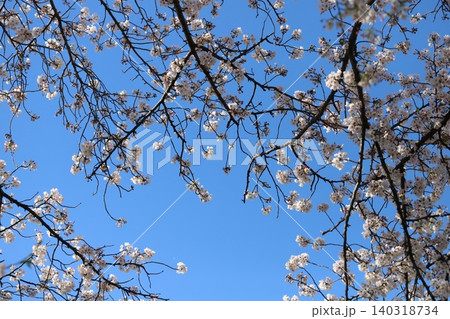 春の快晴の青空の元に咲くソメイヨシノの桜の花 140318734
