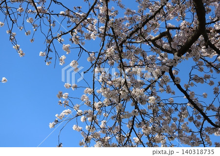 春の快晴の青空の元に咲くソメイヨシノの桜の花 春の快晴の青空の元に咲くソメイヨシノの桜の花 140318735