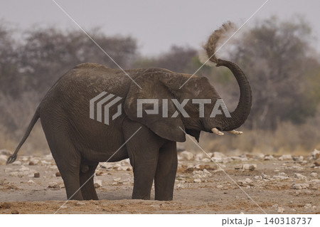 African elephant dusting African elephant dusting 140318737
