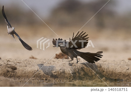 Grey Go-away-bird Grey Go-away-bird 140318751