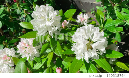 Beautiful white rhododendron flowers blooming on a lush green shrub in spring 140318764