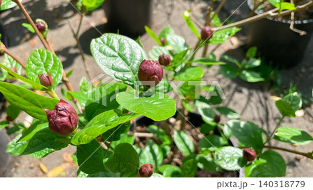 Macro shot of dark red calycanthus buds on green leafy branches in spring Macro shot of dark red calycanthus buds on green leafy branches in spring 140318779