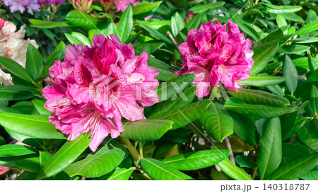 Vibrant pink rhododendron flowers blooming on a lush green shrub in springtime Vibrant pink rhododendron flowers blooming on a lush green shrub in springtime 140318787