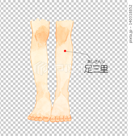 Diagram of the Zusanli acupoint (on a young woman's leg) - Hand-drawn watercolor illustration material 140318852