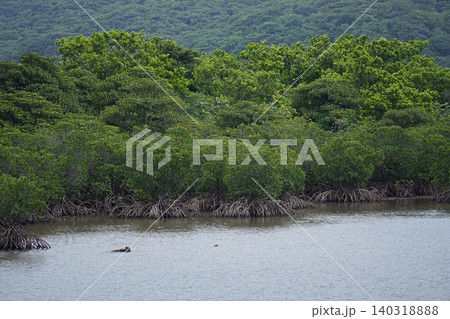 沖縄県_西表島_船浦湾_マングローブ 沖縄県_西表島_船浦湾_マングローブ 140318888