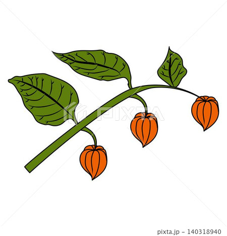 A physalis branch with three flowers and leaves in a cartoon style.  140318940