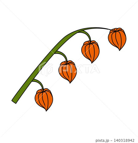 A physalis branch with three flowers and leaves in a cartoon style. A physalis branch with three flowers and leaves in a cartoon style. 140318942