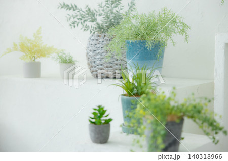 観葉植物 観葉植物 140318966