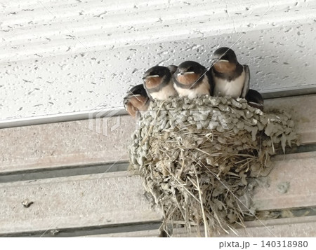 親鳥の餌を待つツバメの巣の雛たち 親鳥の餌を待つツバメの巣の雛たち 140318980