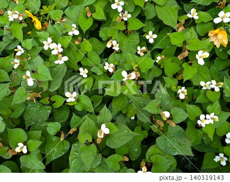 雨に濡れるドクダミ 生い茂るどくだみ 雨に濡れるドクダミ 生い茂るどくだみ 140319143