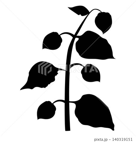 A physalis branch with four flowers and leaves in silhouette style. A physalis branch with four flowers and leaves in silhouette style. 140319151