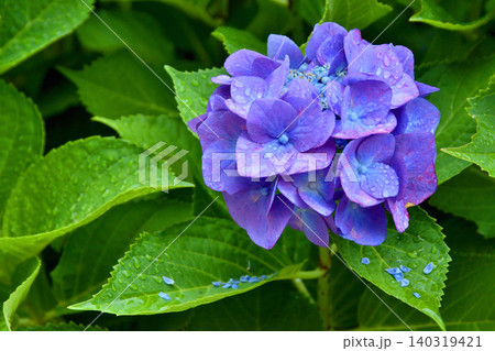 風の広場の紫陽花 風の広場の紫陽花 140319421