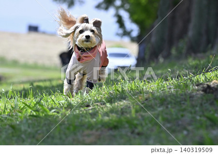 ドッグランで遊ぶ愛犬 マルプー(マルチーズ×トイプードル) ドッグランで遊ぶ愛犬 マルプー(マルチーズ×トイプードル) 140319509