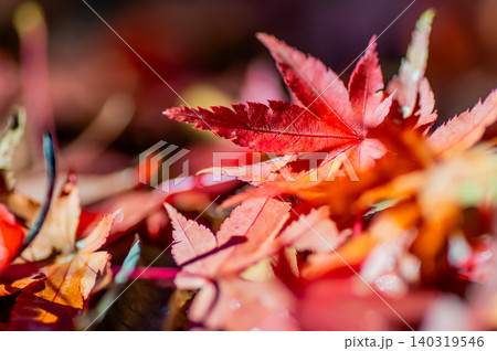 降り積もった紅葉 降り積もった紅葉 140319546