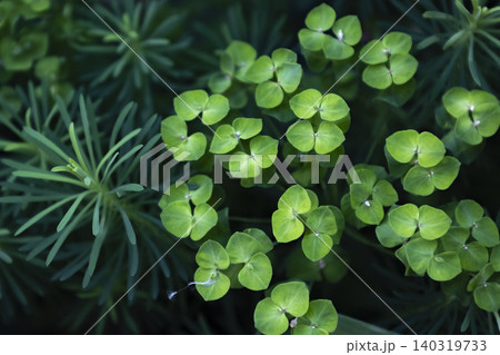 Top View of Lush Green Euphorbia Plants Blooming in a Shady Summer Garden, Natural Pattern of Vibrant Leaves Top View of Lush Green Euphorbia Plants Blooming in a Shady Summer Garden, Natural Pattern of Vibrant Leaves 140319733