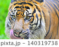 舌なめずり 140319738
