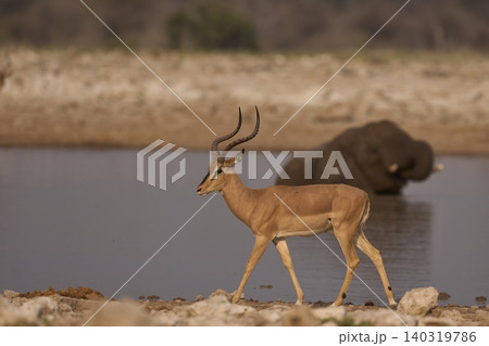 Black-faced Impala at a waterhole Black-faced Impala at a waterhole 140319786