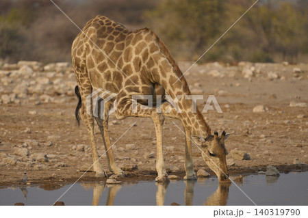 Giraffe at a waterhole 140319790