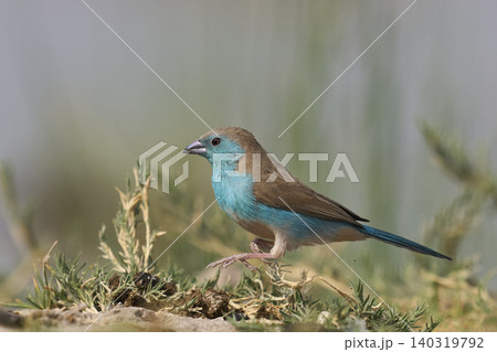 Blue Waxbill Blue Waxbill 140319792