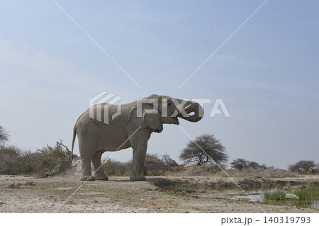 Large male African Elephant at a waterhole Large male African Elephant at a waterhole 140319793