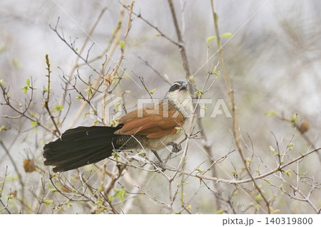 White-browed Coucal White-browed Coucal 140319800