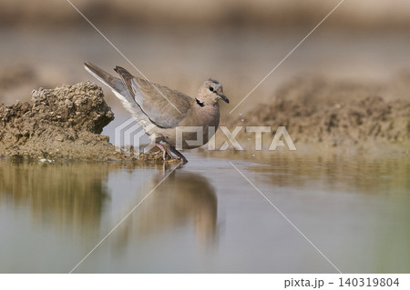 Ring-necked Dove at a waterhole Ring-necked Dove at a waterhole 140319804