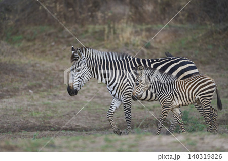 Crawshay's zebra crossing a stream 140319826