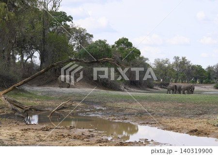 Group of large bull African Elephant Group of large bull African Elephant 140319900