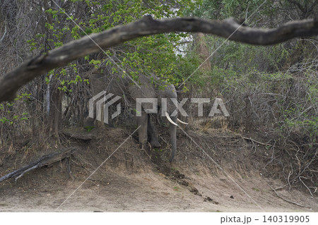 Group of large bull African Elephant Group of large bull African Elephant 140319905