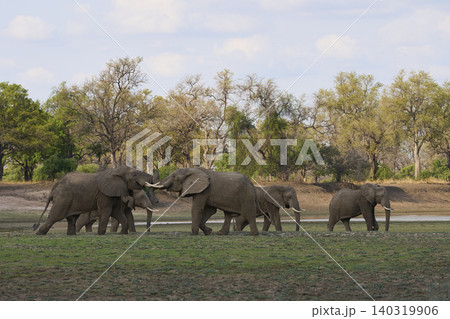 Group of large bull African Elephant 140319906