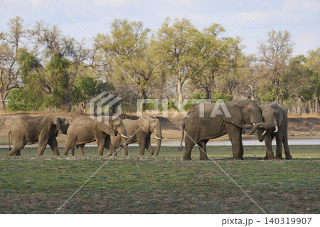 Group of large bull African Elephant Group of large bull African Elephant 140319907