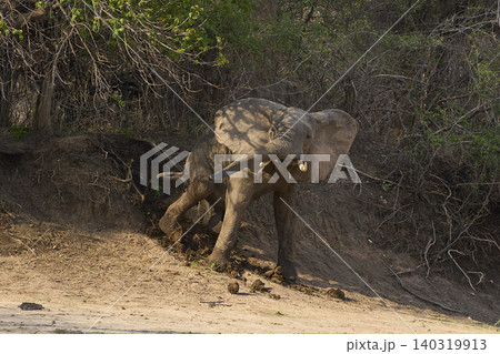 Group of large bull African Elephant Group of large bull African Elephant 140319913