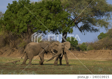 Group of large bull African Elephant Group of large bull African Elephant 140319915