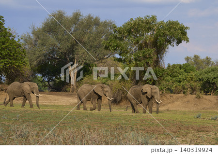 Group of large bull African Elephant Group of large bull African Elephant 140319924