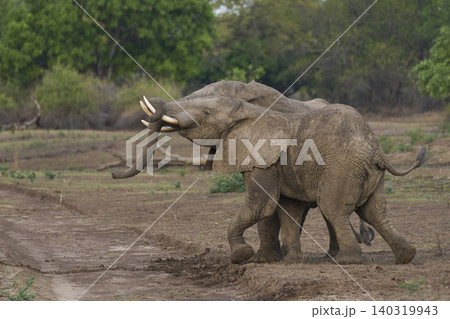 African Elephants fighting African Elephants fighting 140319943
