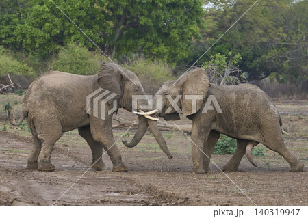 African Elephants fighting African Elephants fighting 140319947