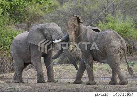 African Elephants fighting African Elephants fighting 140319954