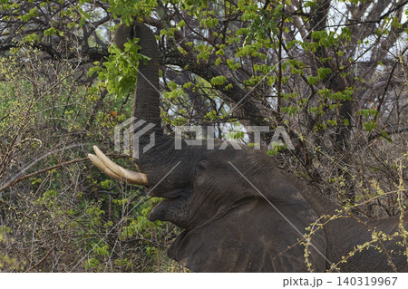 Bull African Elephant feeding Bull African Elephant feeding 140319967