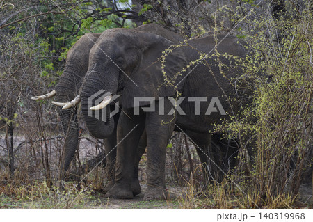Bull African Elephant feeding 140319968