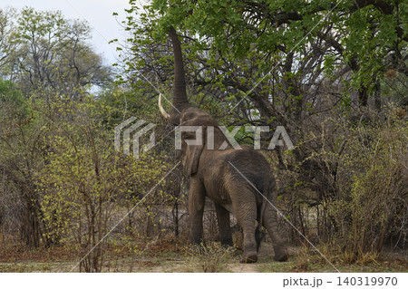 Bull African Elephant feeding 140319970