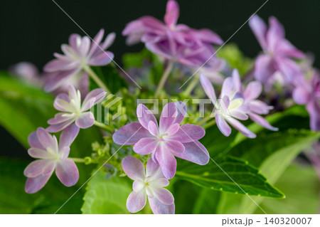 黒背景の紫色の紫陽花のクローズアップ 黒背景の紫色の紫陽花のクローズアップ 140320007