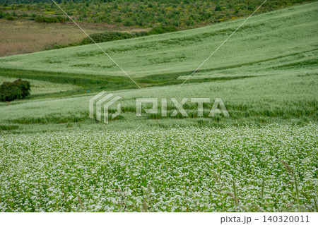 白い花が咲いたソバ畑が広がる夏の丘 白い花が咲いたソバ畑が広がる夏の丘 140320011